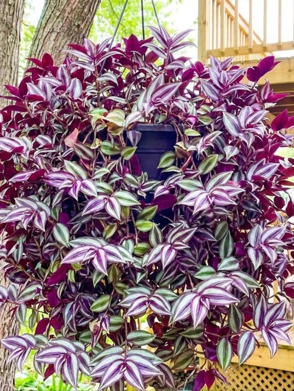 Live Plant Cutting Purple Wandering Jew